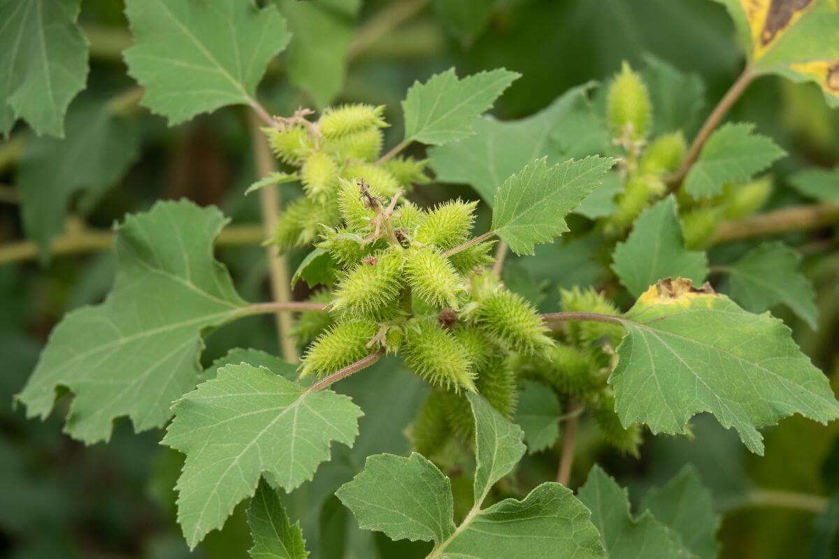 A clustered group of Spiny Cocklebur with green, spiky pods on with burrs. The leaves are broad and have distinct serrated edges. 