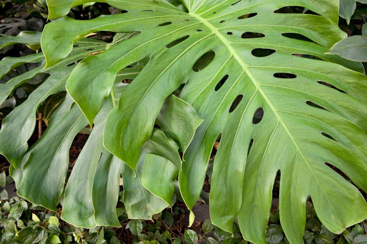 The Swiss Cheese Plant showcases its magnificent leaves that feature distinct cutouts