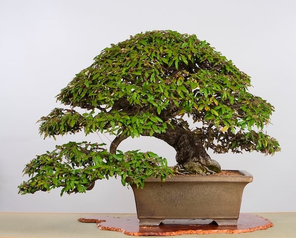 Thorny Elaeagnus Bonsai Tree