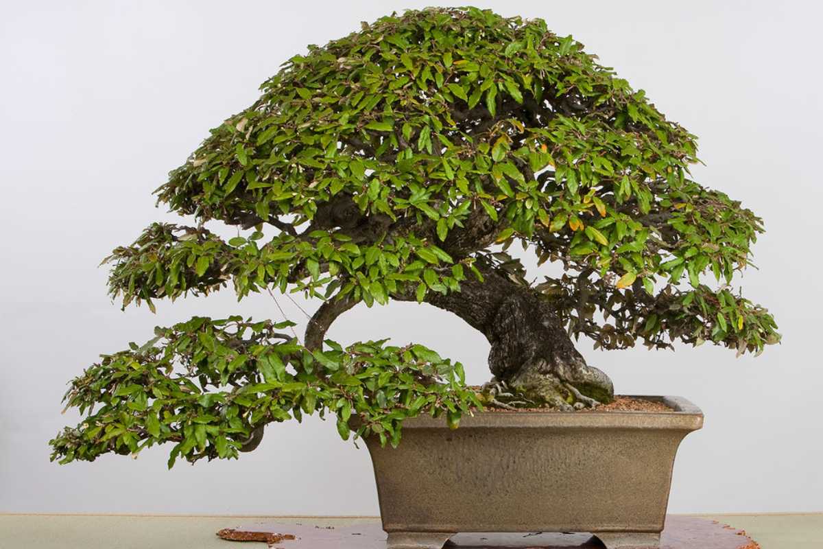 Thorny Elaeagnus Bonsai with a dense, foliage-covered canopy is placed in a rectangular ceramic pot. 