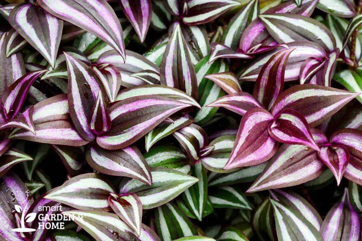 Tricolor Tradescantia