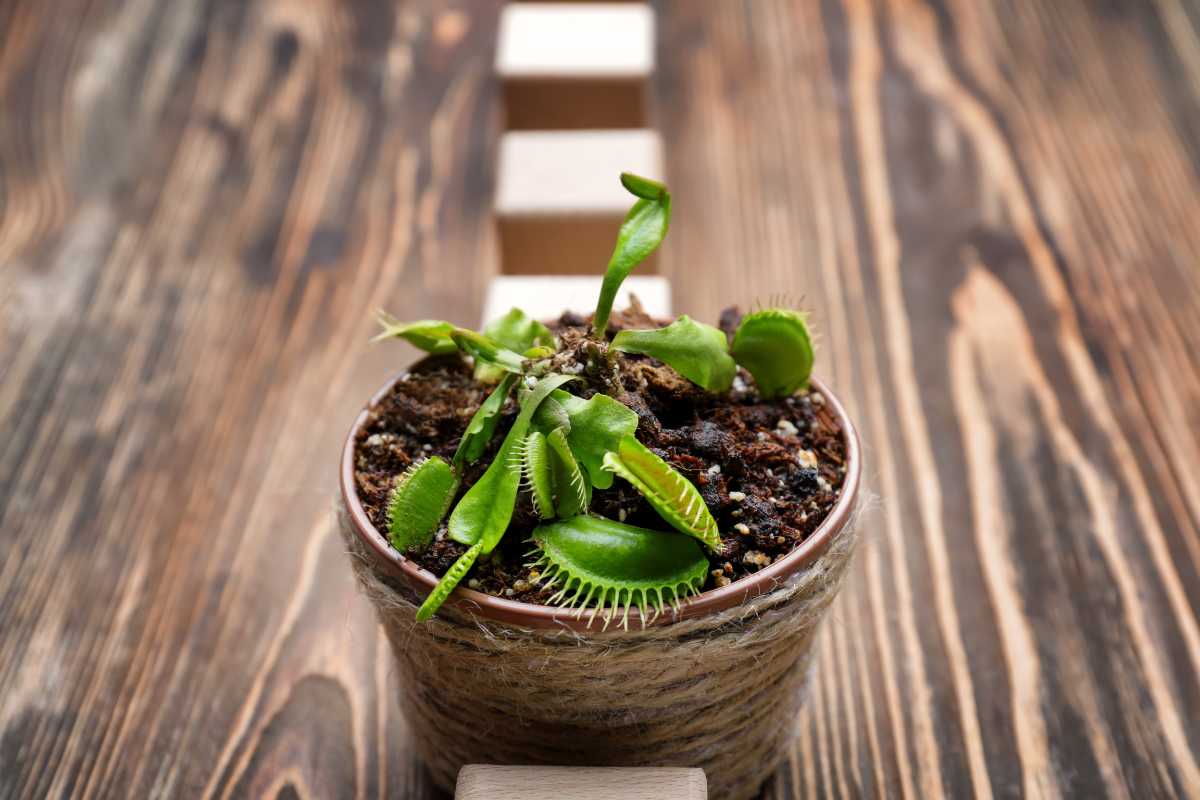 Venus flytrap plant in a small, round pot on a wooden surface.