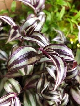 Wandering Jew Plant Indoor Climbing Plant