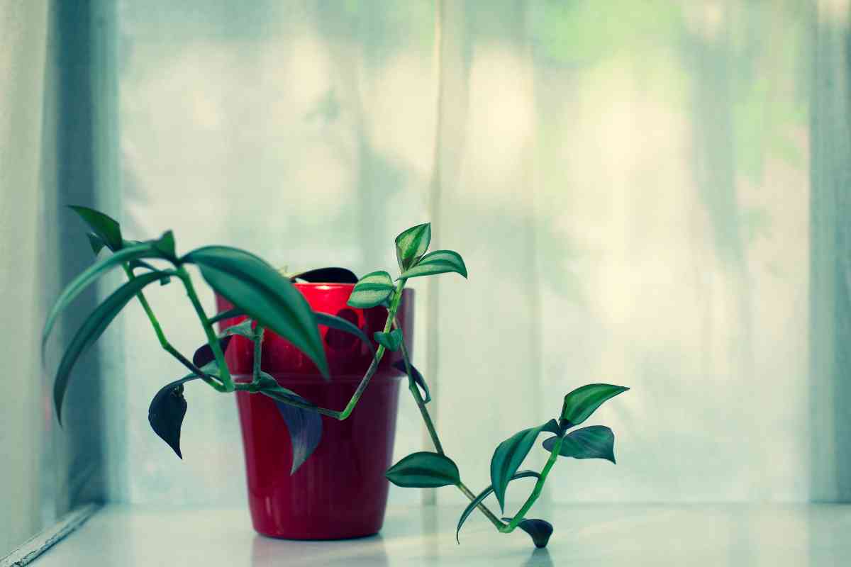 A green climbing plant grows out of a red pot on a white surface. The background consists of sheer, light-colored curtains, softly lit by natural light, creating a serene atmosphere. 