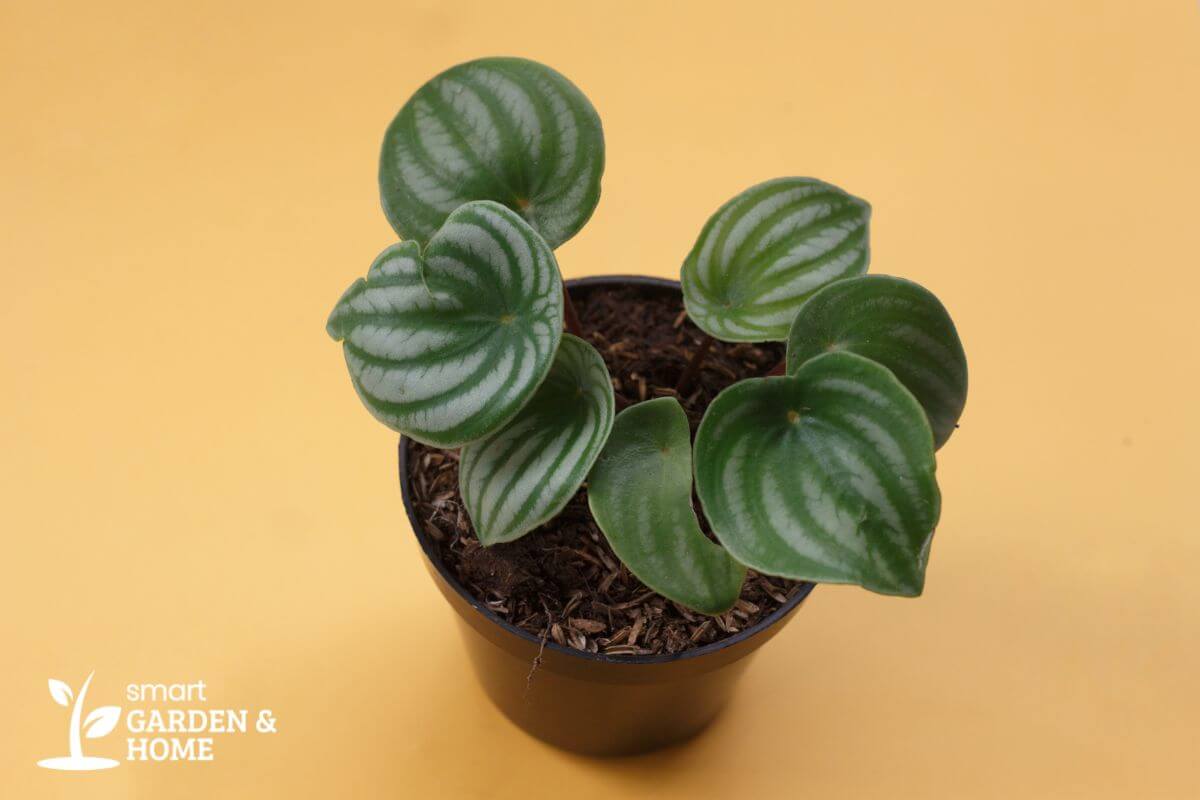 A small potted watermelon peperomia plant with round, green and white leaves sits against a solid yellow background.