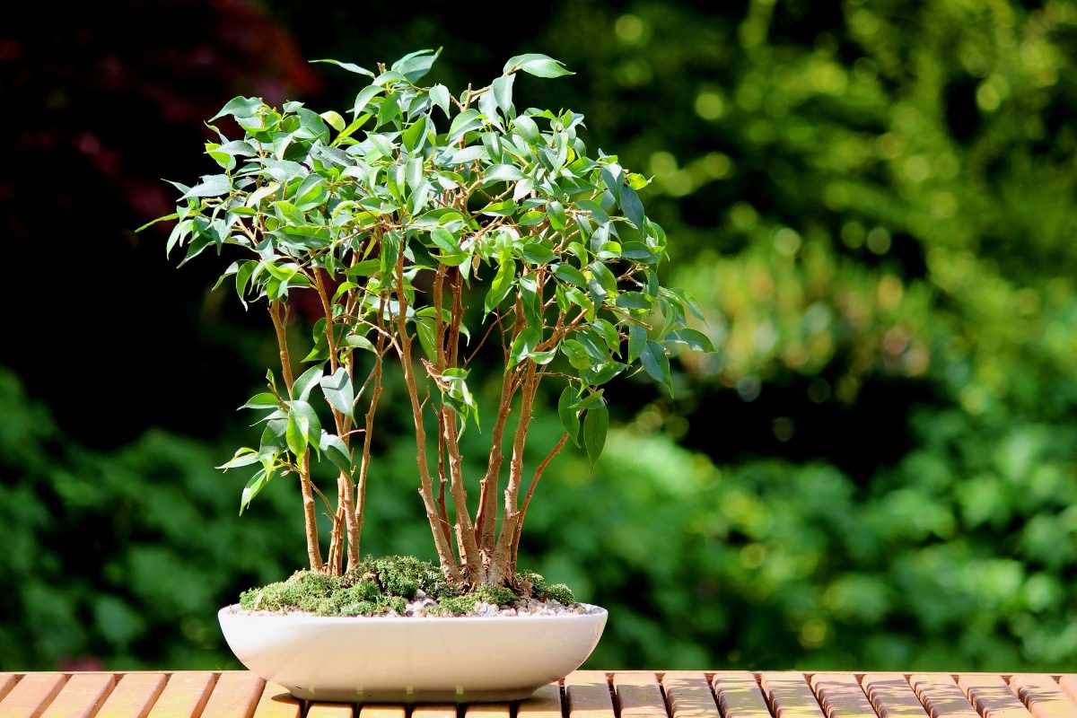 A weeping fig bonsai tree with lush green leaves in an elegant shallow white pot is placed on a wooden surface. The background features a vibrant, out-of-focus green garden, enhancing the tree's vivid foliage. 