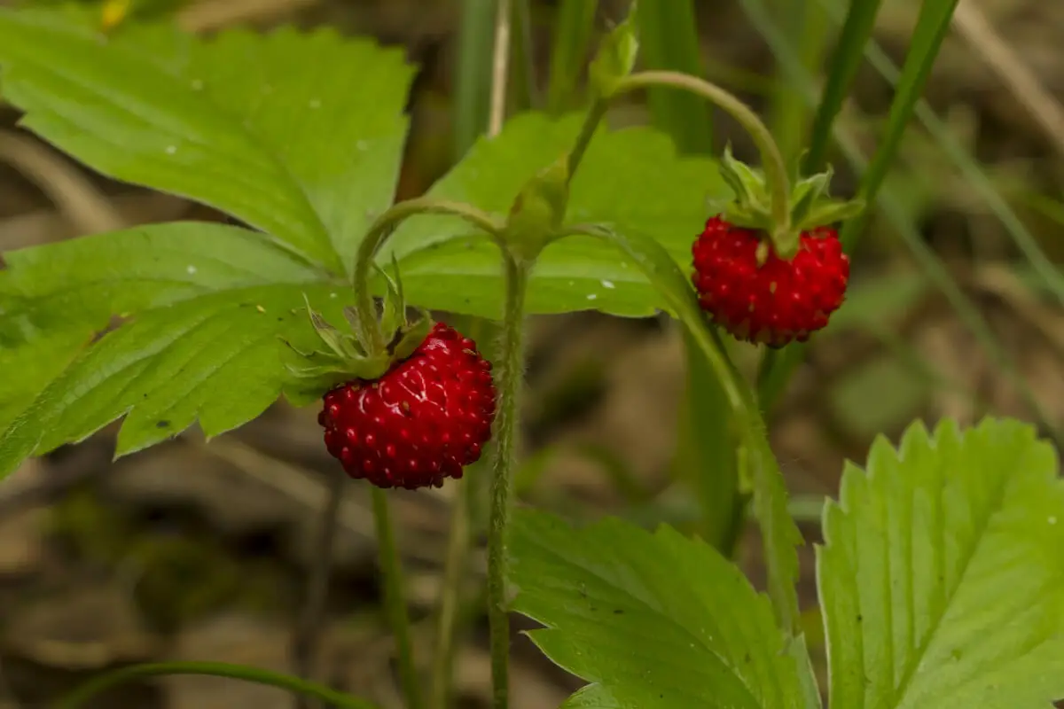 Two wild strawberries, one of the red edible berries, growing on slender stems amid green leaves.