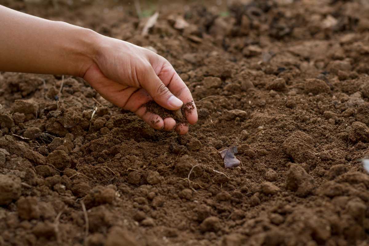 A hand gently picking up soil from the ground. The soil is brown and appears to be freshly turned, with small clumps and a loose texture. 