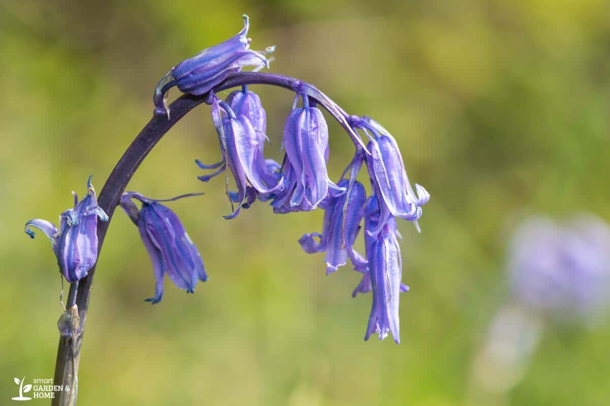 Bluebells on a Field