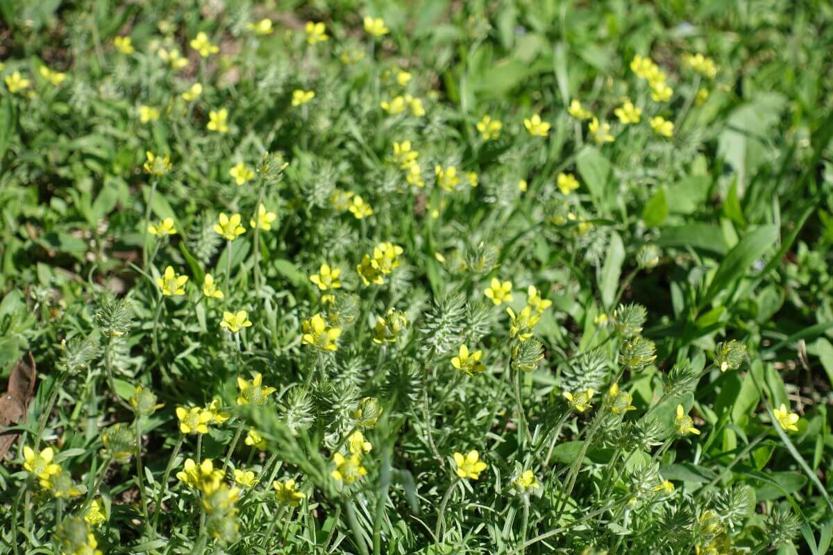 A lush green field filled with numerous small yellow Bur Buttercup flowers in bloom. 