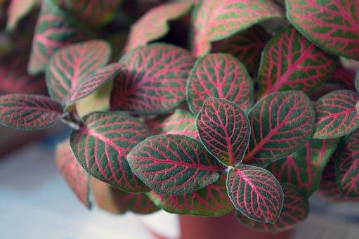 Nerve Plant Colorful Houseplant