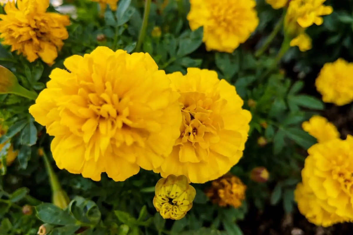 Vibrant yellow marigold flowers, one of the fall edible plants, in full bloom with green leaves.