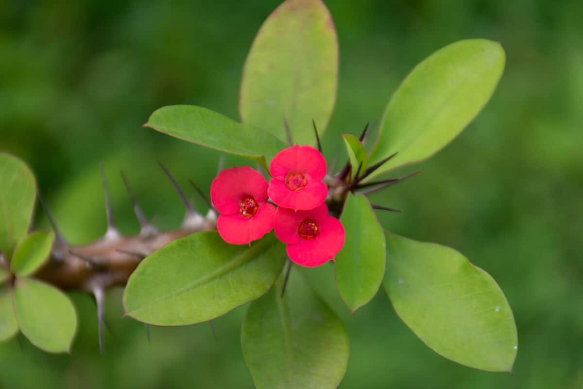 Crown of Thorns