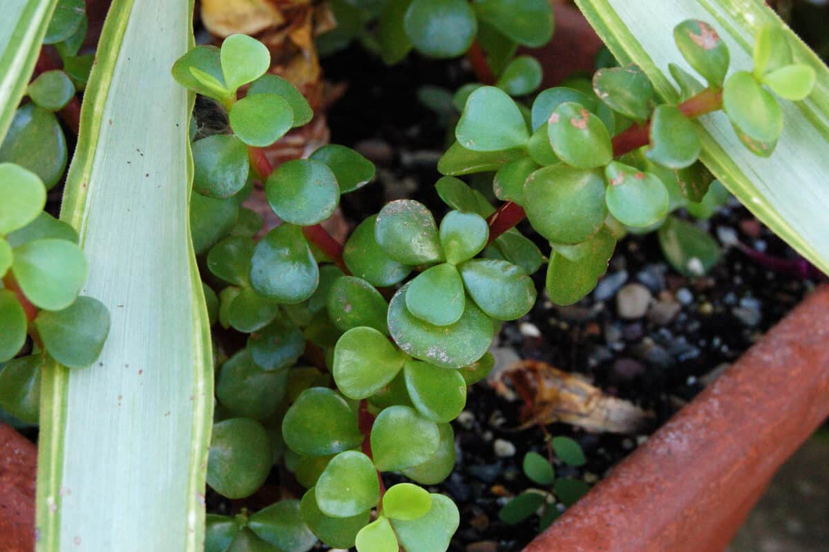 Elephant Bush