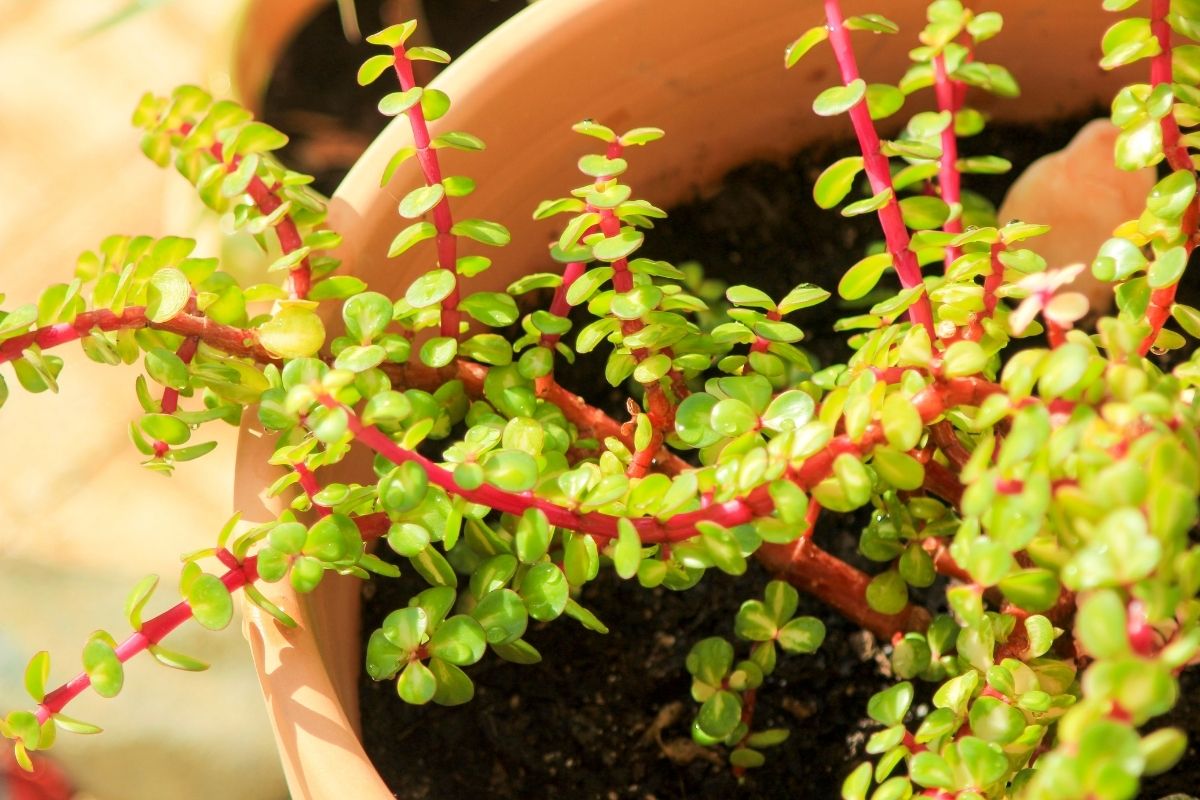 A close-up view of a potted elephant bush plant with vibrant green, coin-shaped leaves and striking red stems.