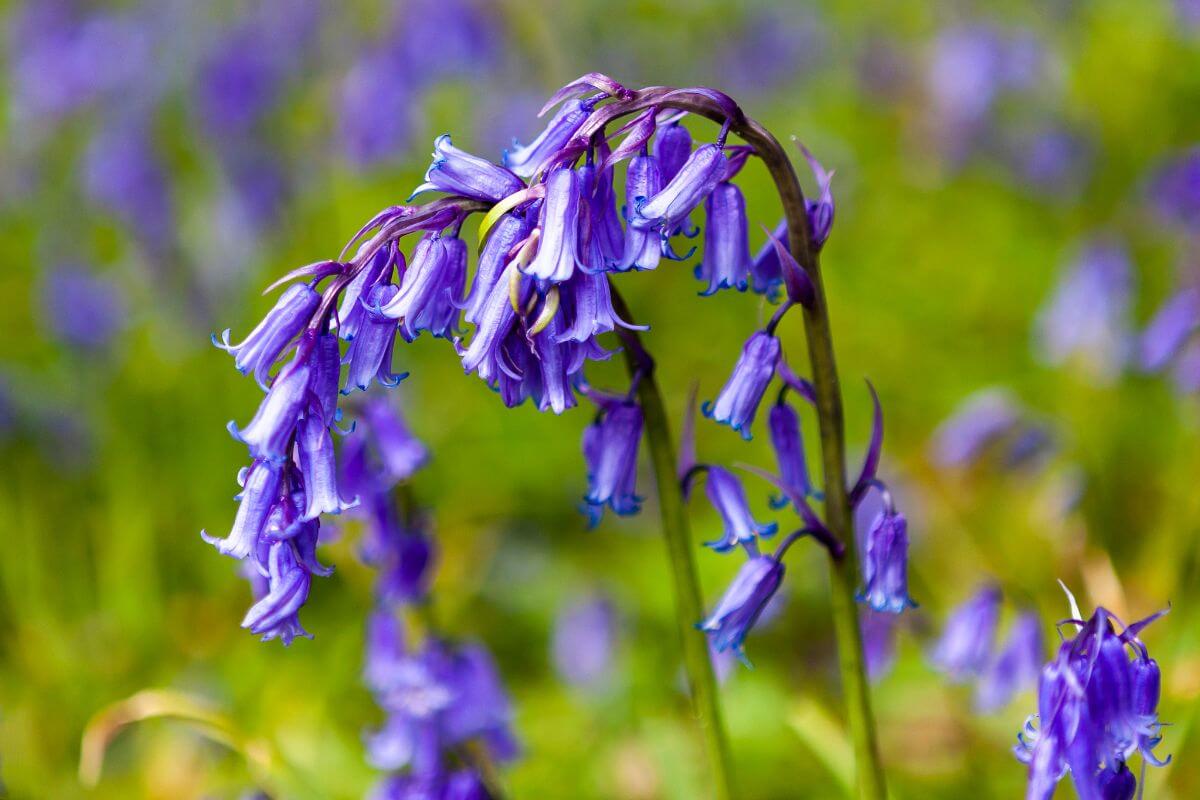 Vibrant purple English bluebells amid nature's beauty.