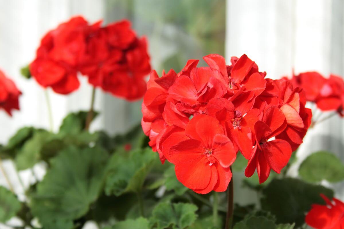 Close-up of vibrant red geranium flowers in full bloom, surrounded by lush green leaves.