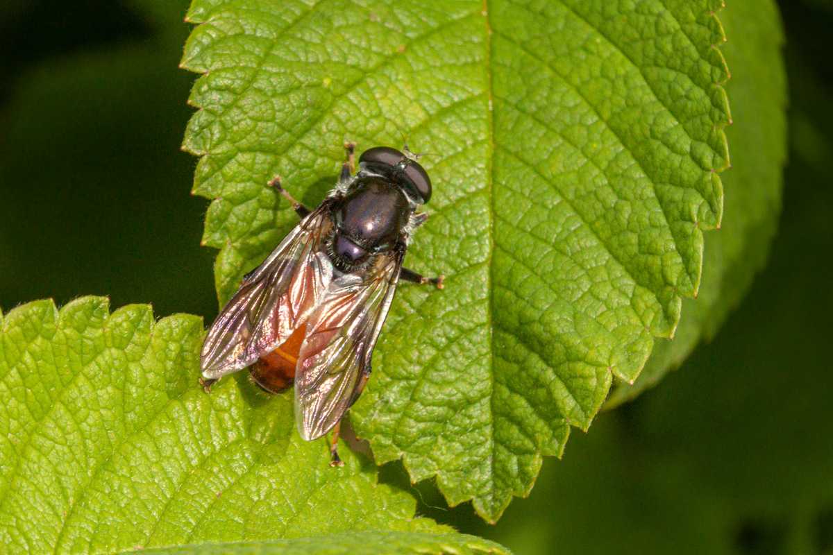 A black and brown hover fly with translucent wings resting on a vibrant green leaf.