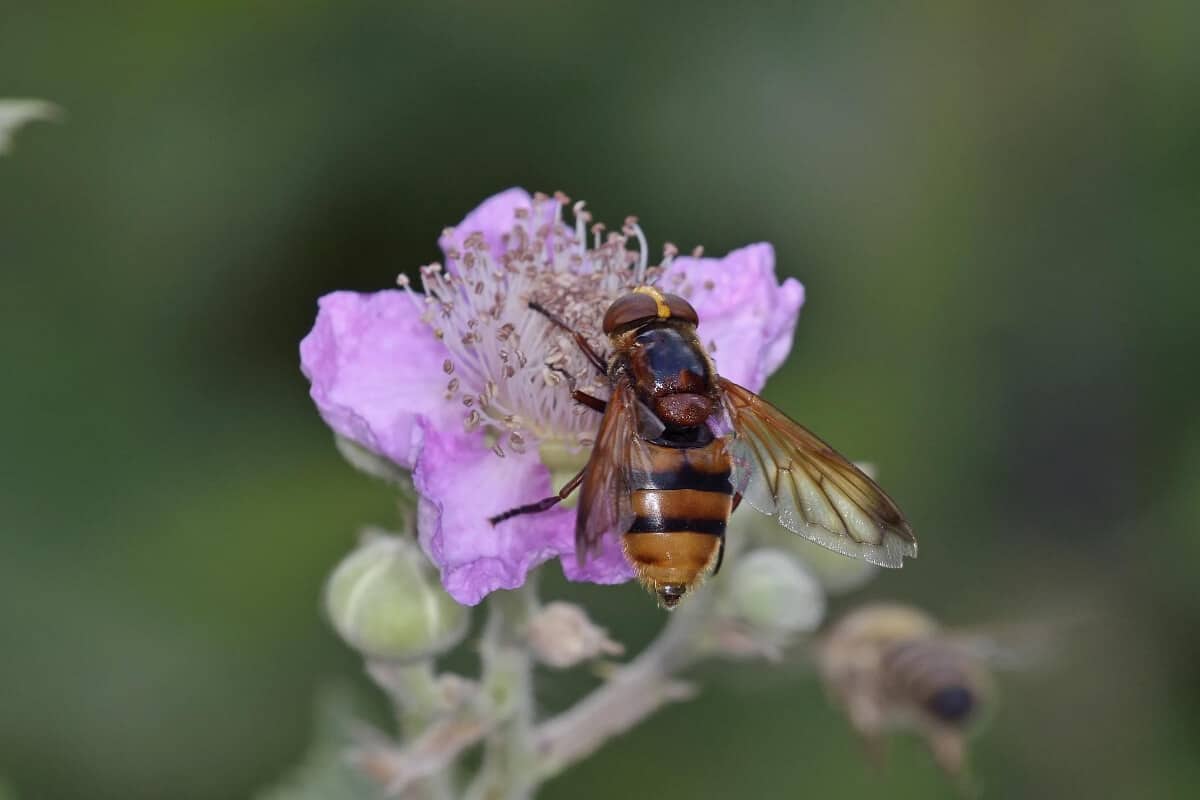 Hover Fly