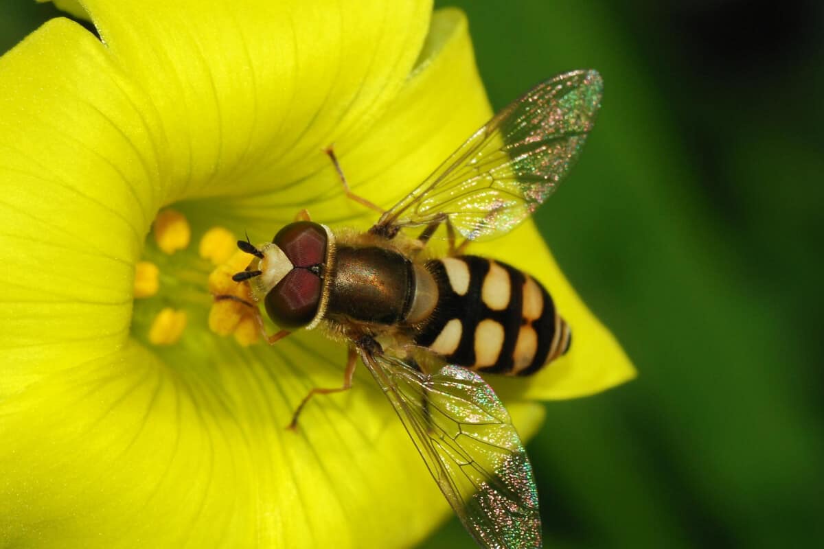 Hoverfly