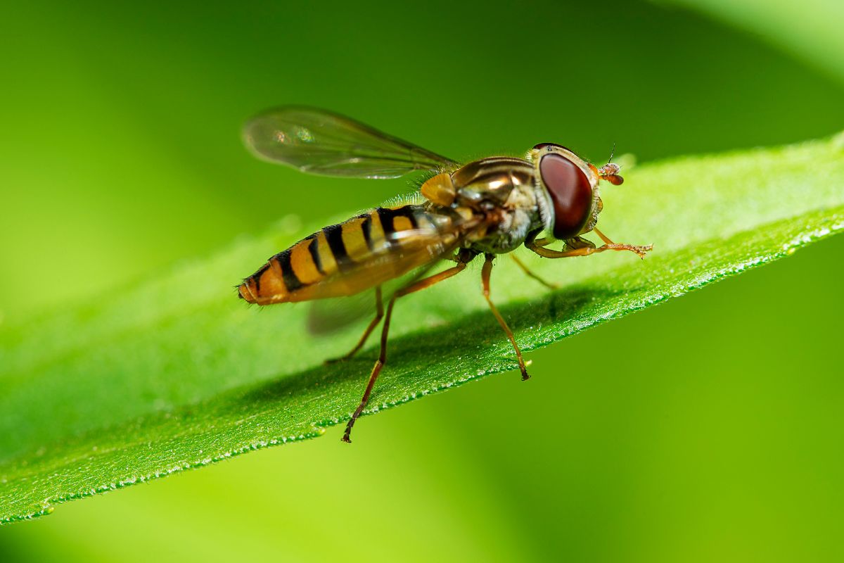 Close-up shot of a hoverfly standing on a green leaf.  standing on a green leaf. 