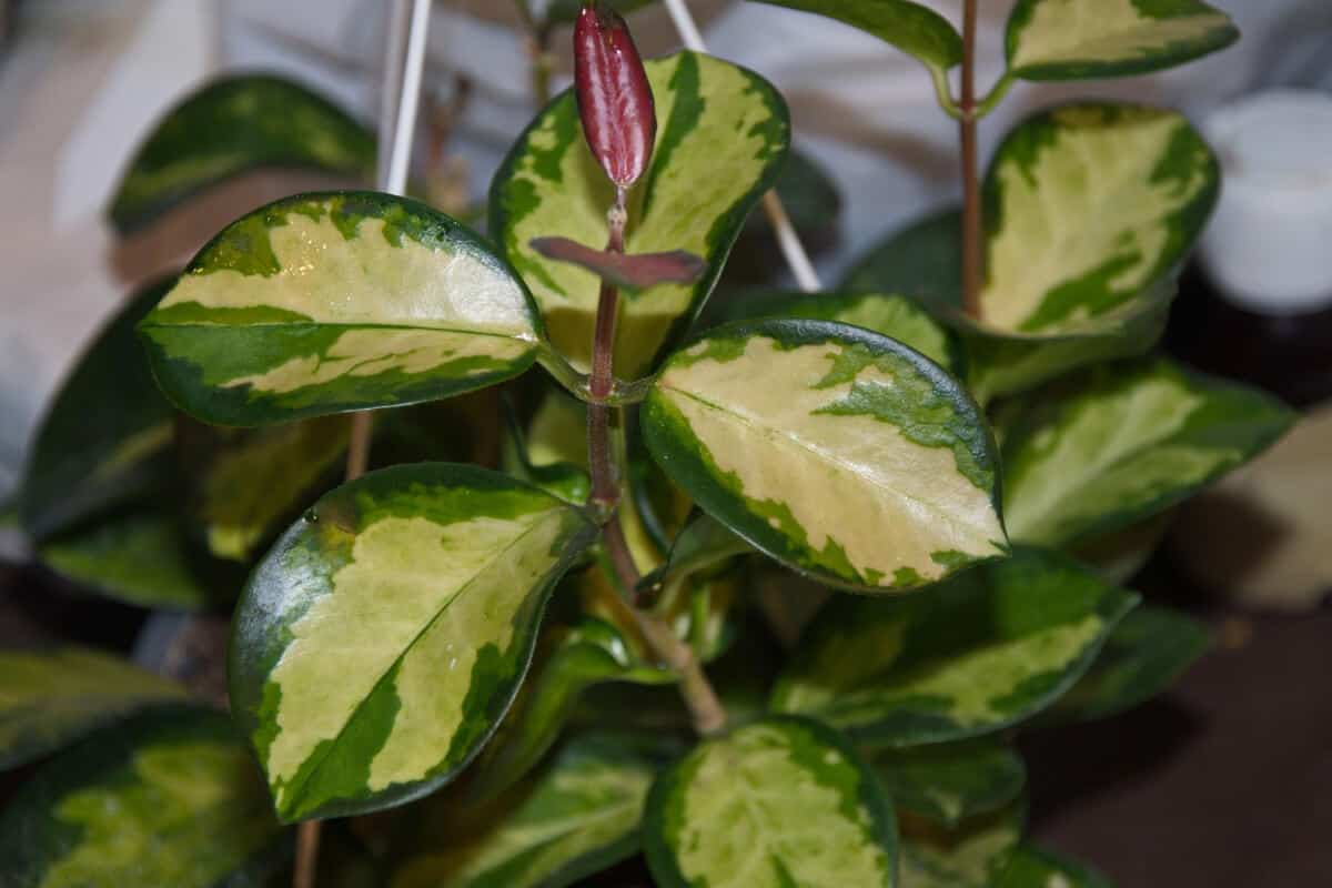 Hoya Carnosa