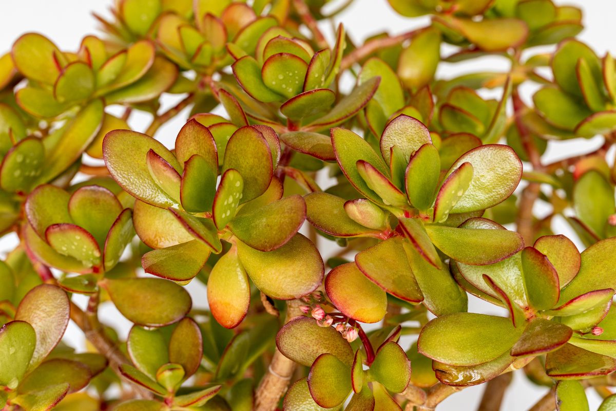 Close-up of a hummel's sunset jade plant showcasing its numerous fleshy, glossy leaves with red edges.