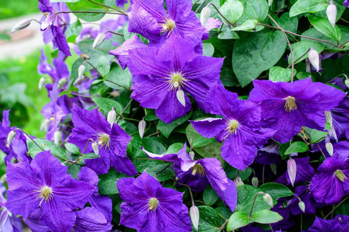 Jackmans Clematis