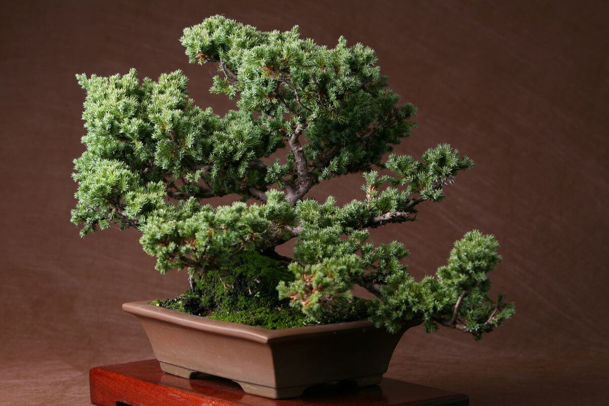 A well-kept juniper bonsai tree with lush green foliage is displayed in a rectangular ceramic pot.