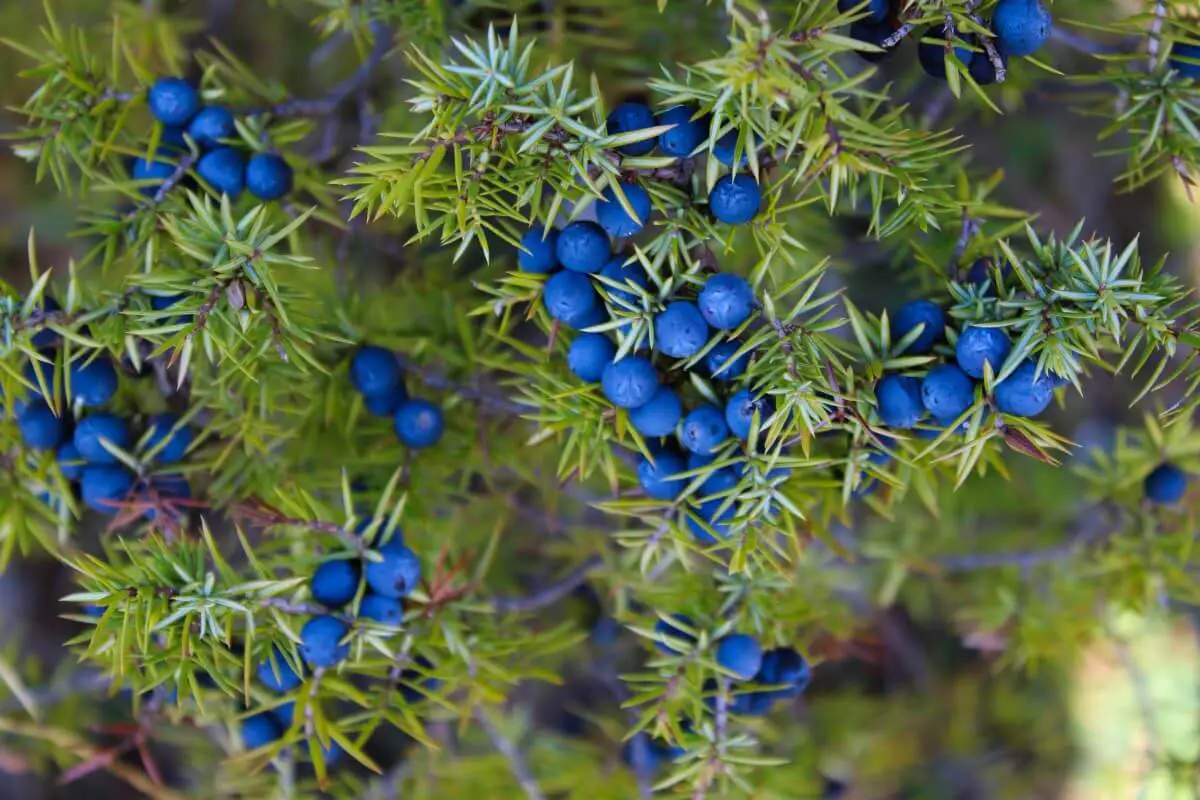 A juniper bush, one of the wild edible plants, with clusters of ripe, deep blue berries.