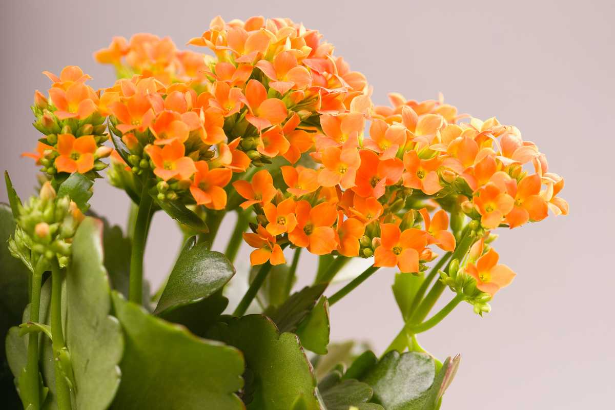 A Kalanchoe flowers with green leaves.