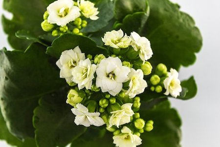 Kalanchoe Plant Most Common and Popular Houseplant