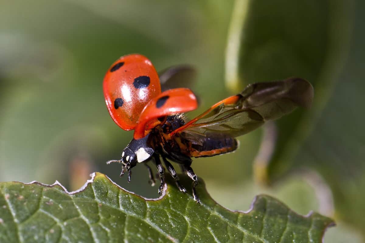 Ladybugs Hidden Secret
