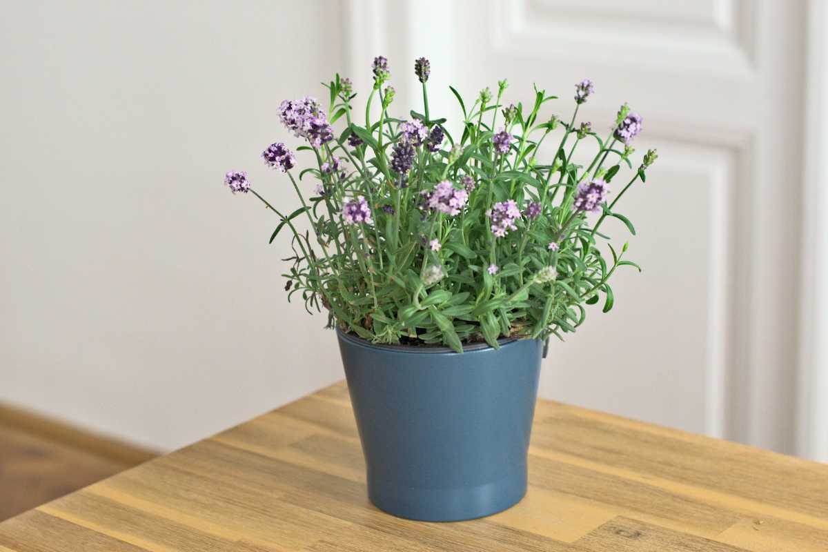 A small lavender plant with light purple flowers in a blue pot sits on a wooden table in front of a white wall and door.