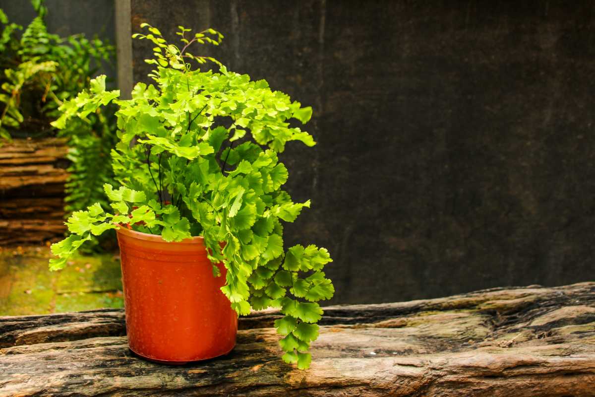 A vibrant fern, known as one of the hardest houseplants to care for, sits in an orange pot on a weathered wooden surface. Its lush green leaves cascade over the edge, while a blurred dark background hints at tranquil foliage.