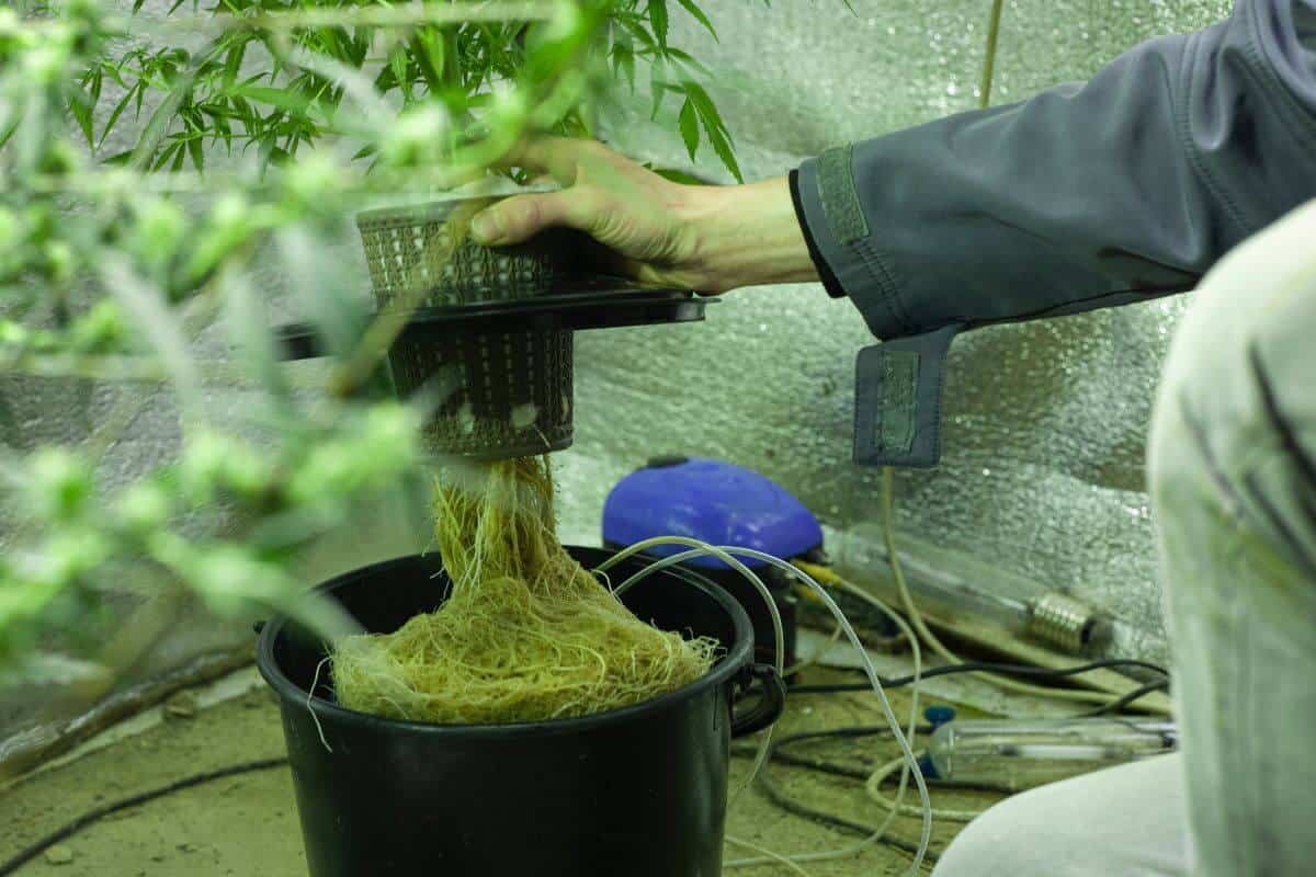 Maintenance for Hydroponic Growing
