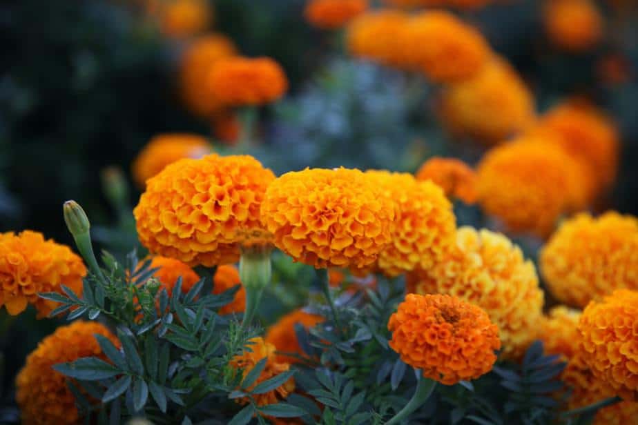 Marigold Indoor Plants that Repel Mosquitoes