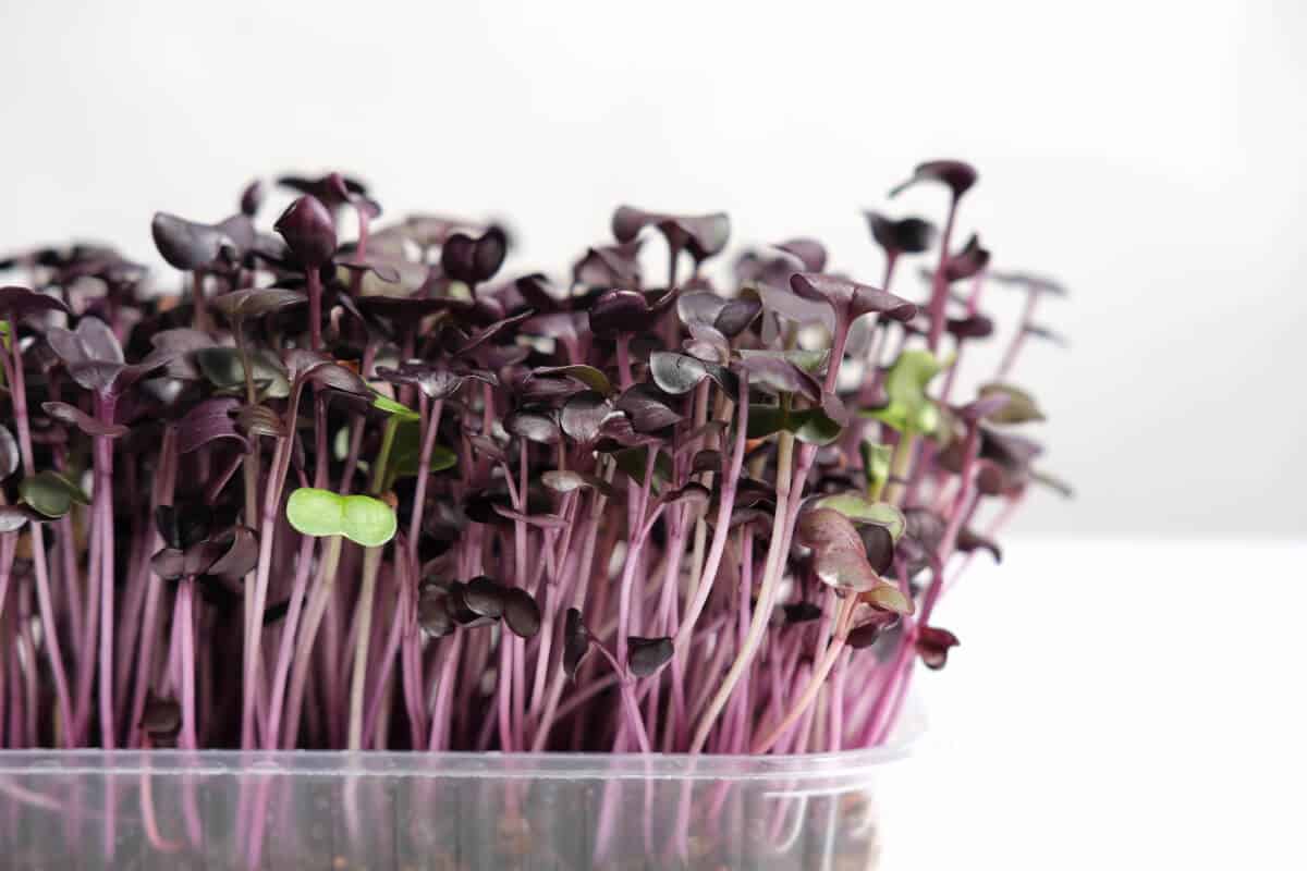 Microgreens be Grown Without Soil