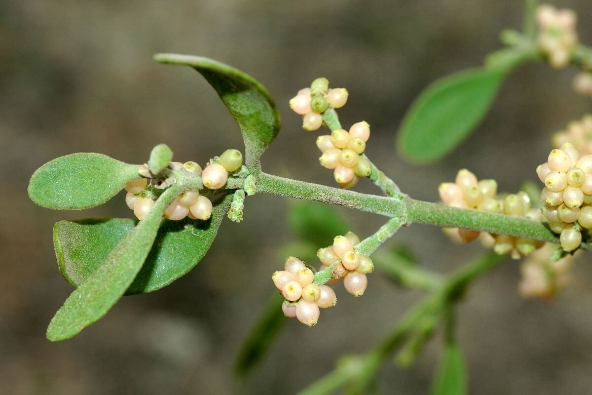 A green plant stem with small, clustered beige mistletoe berries, one of the poisonous wild berries, and elongated green leaves.