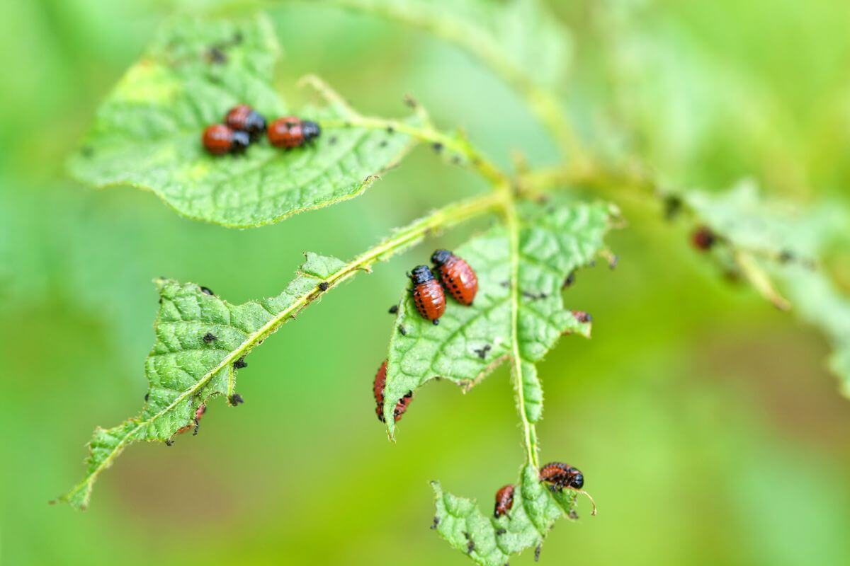 Close-up of a green leaf with multiple red and black beetles from an outdoor hydroponics setup. The leaf shows signs of damage, with holes and bite marks.