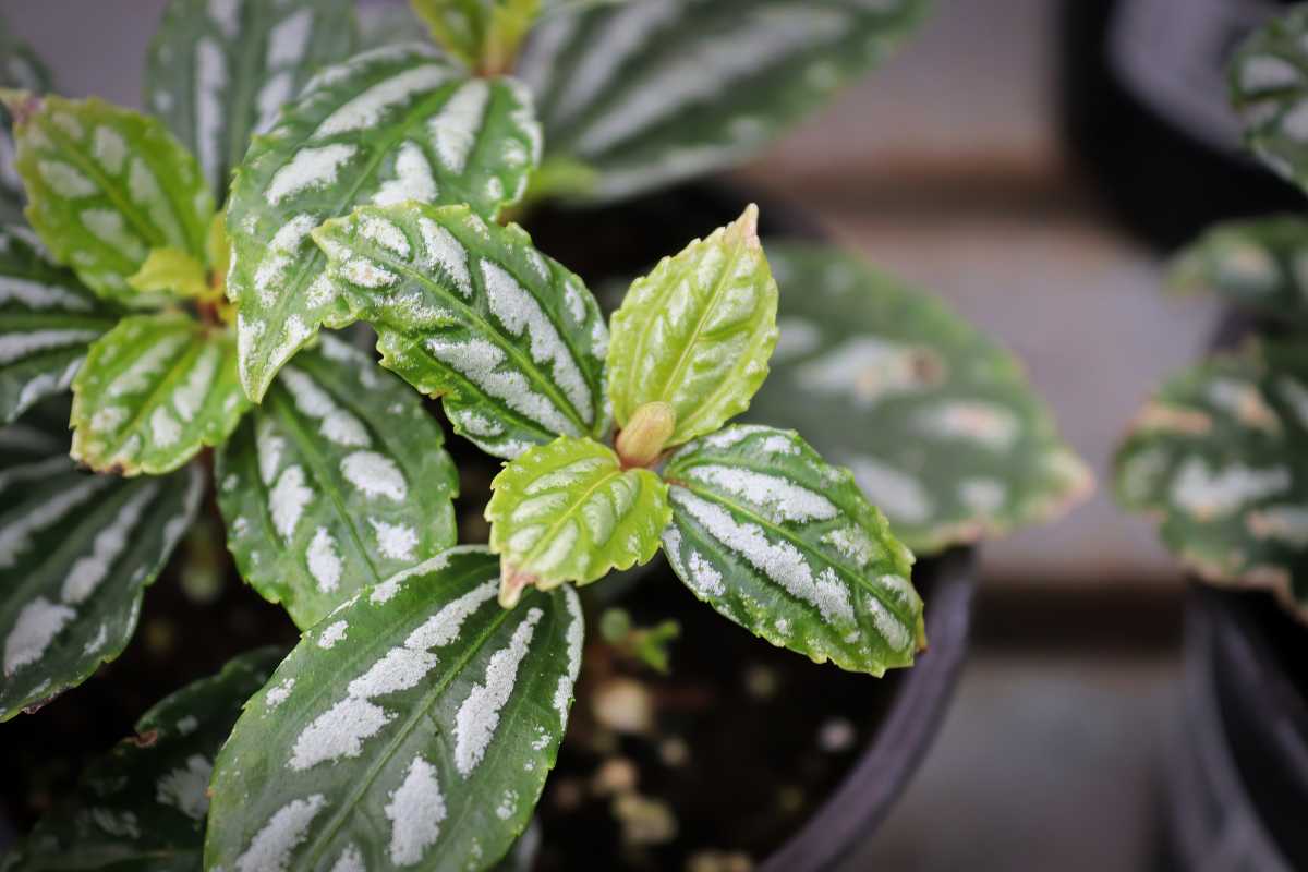 Nerve plant with green leaves featuring white, vein-like patterns. The plant is in a small black pot placed on a wooden surface.