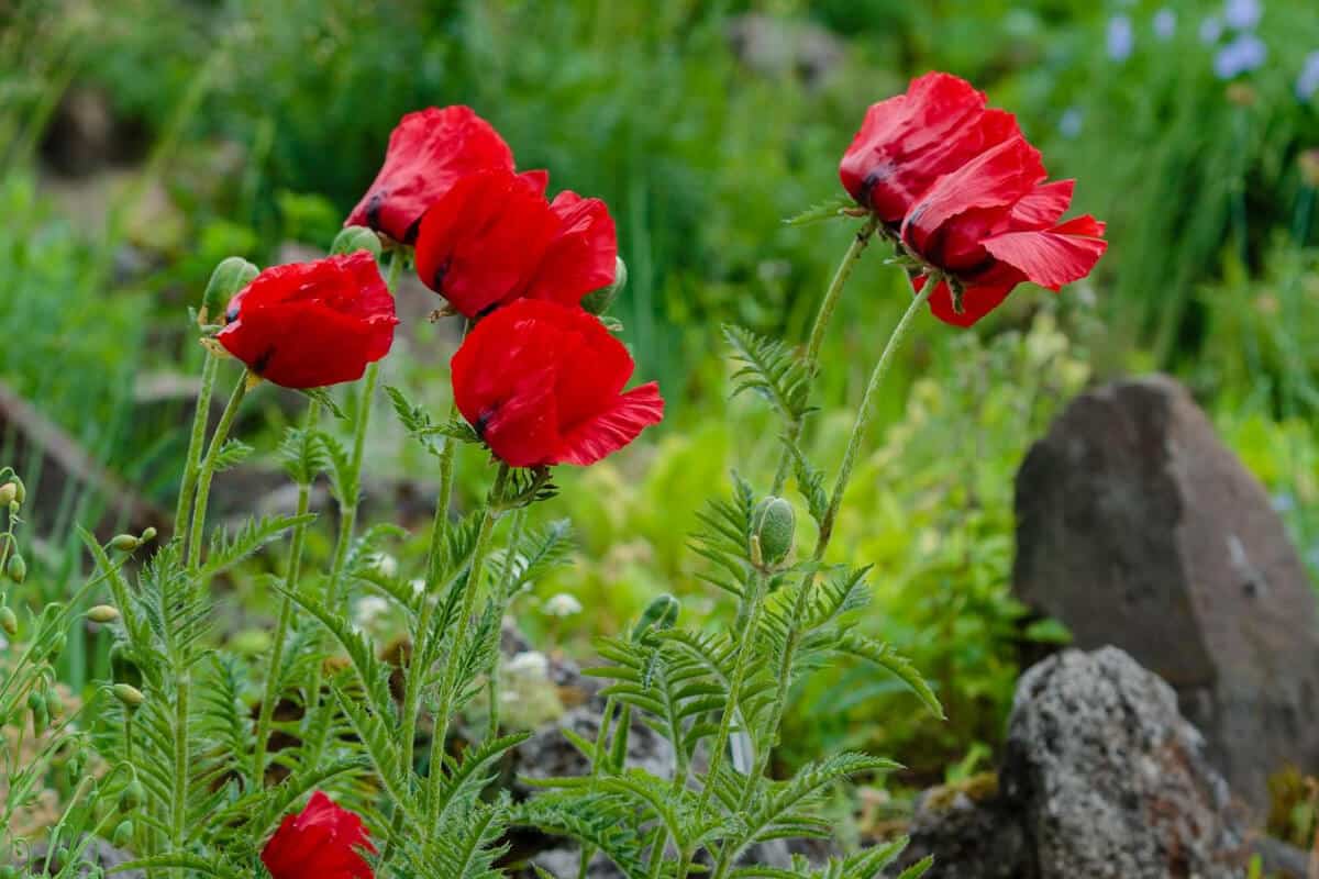 Oriental Poppies