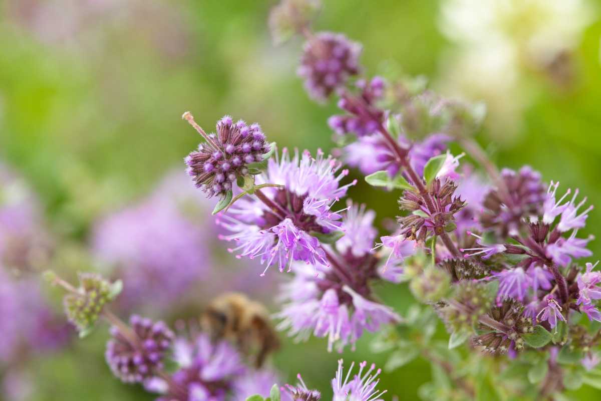 Purple Pennyroya flowers, known as plants that repel mosquitoes, with small, delicate, tube-shaped petals and green leaves against a soft-focused, natural green background. 