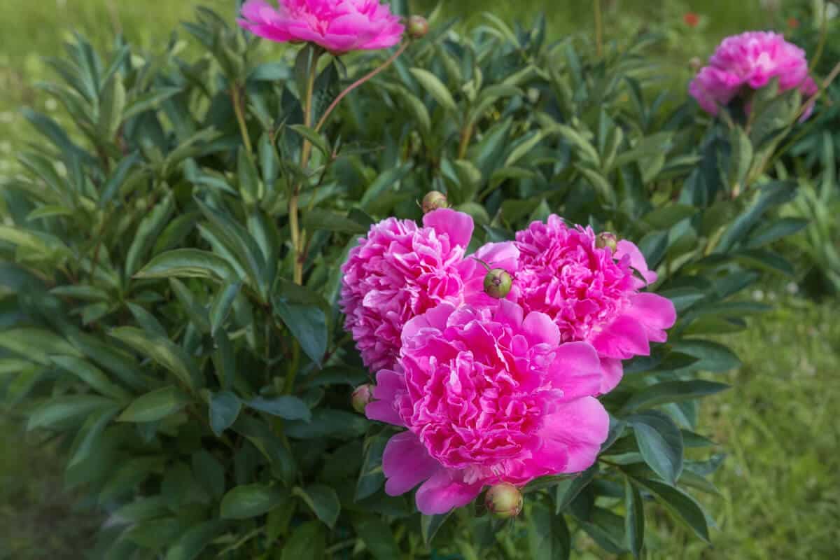 Peony Plants