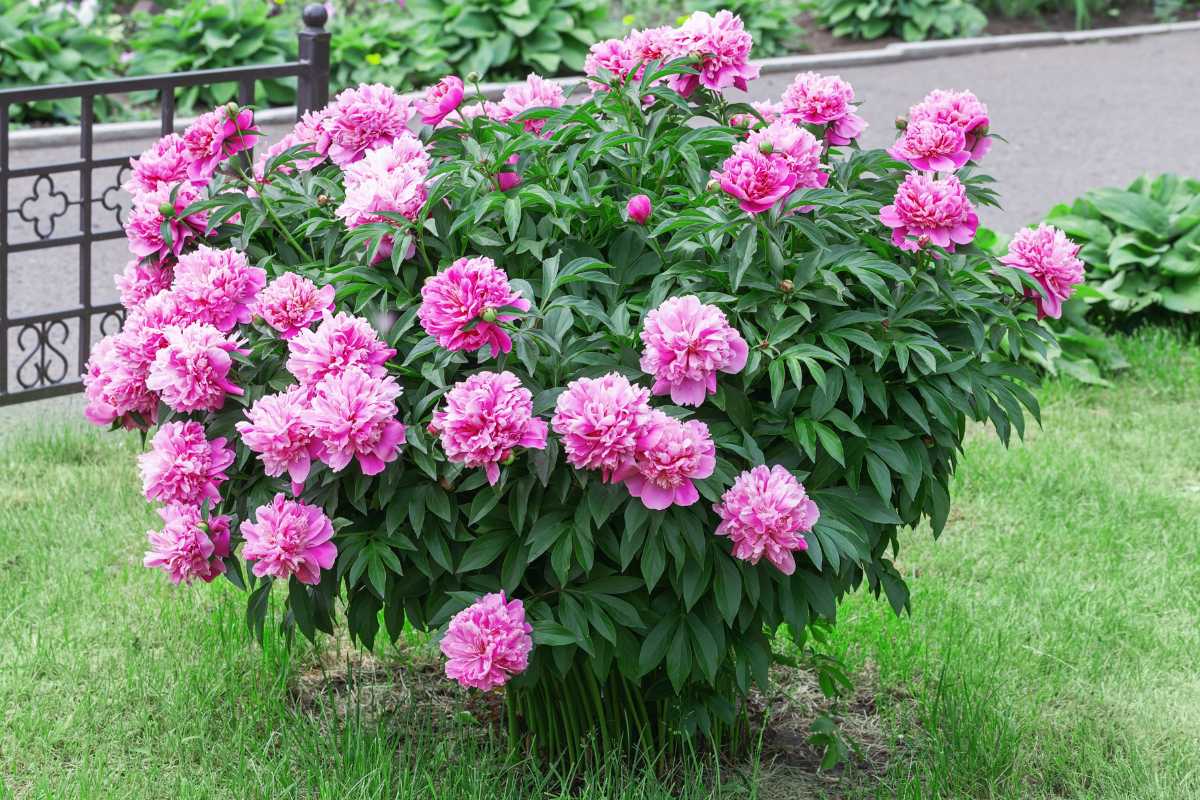 A lush bush of pink peonies blooms in a garden with a metal fence in the background. 