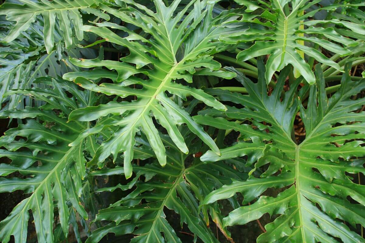 Close-up of vibrant, green, deeply lobed philodendron hope leaves.