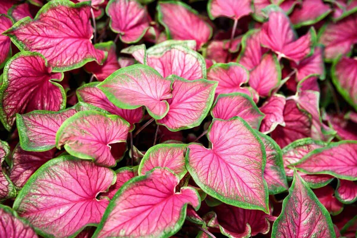 Pink Splash Caladium