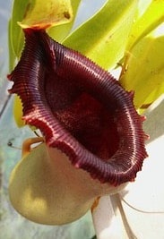 Pitcher Plant Cool and Unique Houseplant