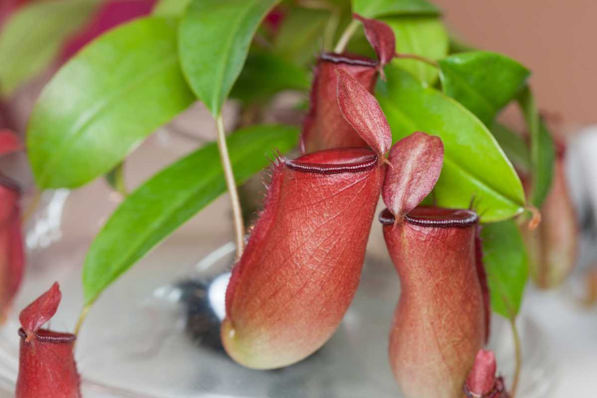 A pitcher plant features a smooth gradient from red to light green towards the bottom and display a noticeable seam along the front. 