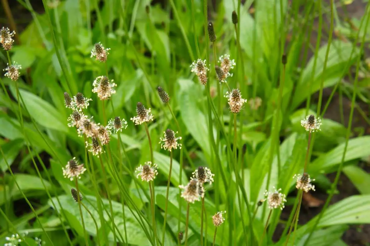 A cluster of plantain plants in a garden, displaying their tall, slender green stalks topped with small, cylindrical flower heads.